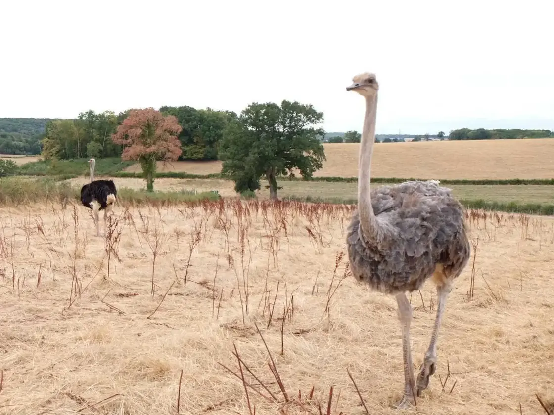 les coutots