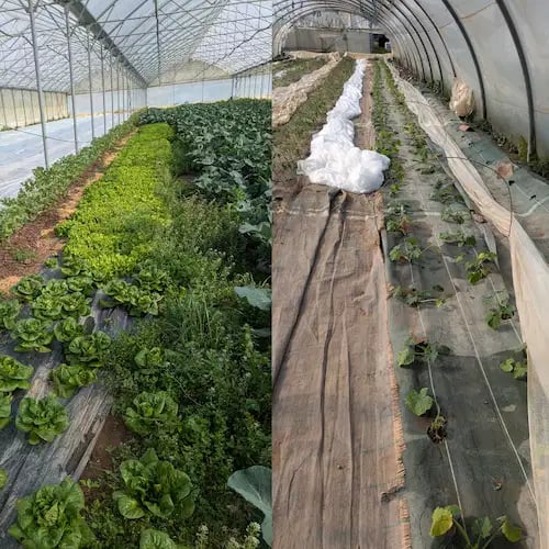 plants verdier 1