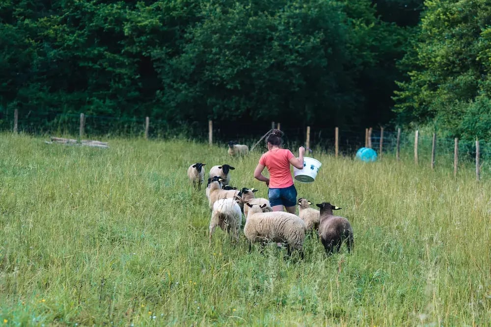 brebis et agri
